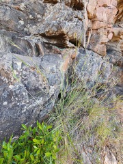 Themeda triandra