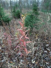 Solidago gigantea
