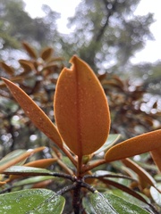 Rhododendron hyperythrum