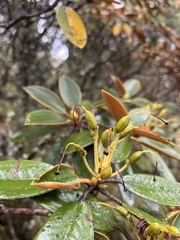 Rhododendron hyperythrum