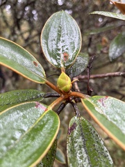 Rhododendron hyperythrum