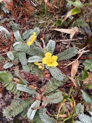 Argentina tugitakensis