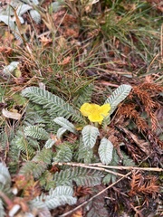 Argentina tugitakensis