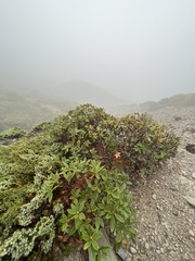 Rhododendron hyperythrum