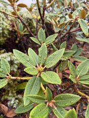 Rhododendron hyperythrum