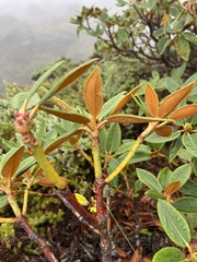 Rhododendron hyperythrum