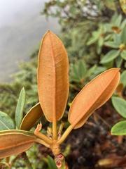 Rhododendron hyperythrum
