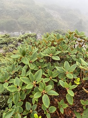 Rhododendron hyperythrum