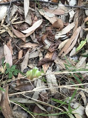 Pterostylis baptistii