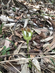 Pterostylis baptistii
