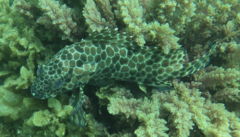 Epinephelus quoyanus