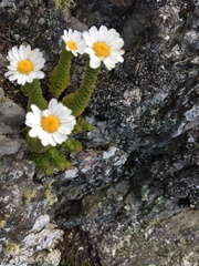 Osmitopsis parvifolia