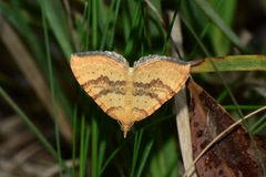 Chrysolarentia insulsata