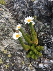 Osmitopsis parvifolia