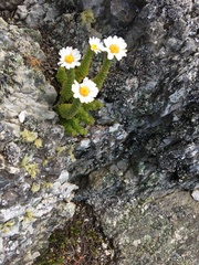 Osmitopsis parvifolia