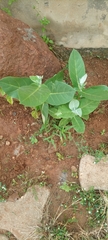 Calotropis procera