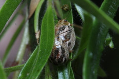 Paropsisterna semifumata