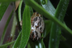 Paropsisterna semifumata