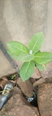 Magnoliopsida
