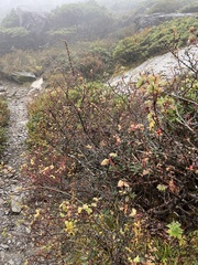 Rosa sericea morrisonensis