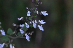 Isodon amethystoides