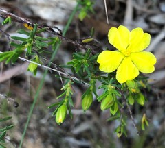 Hibbertia devitata
