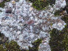 Lecanora campestris