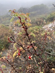 Rosa sericea morrisonensis