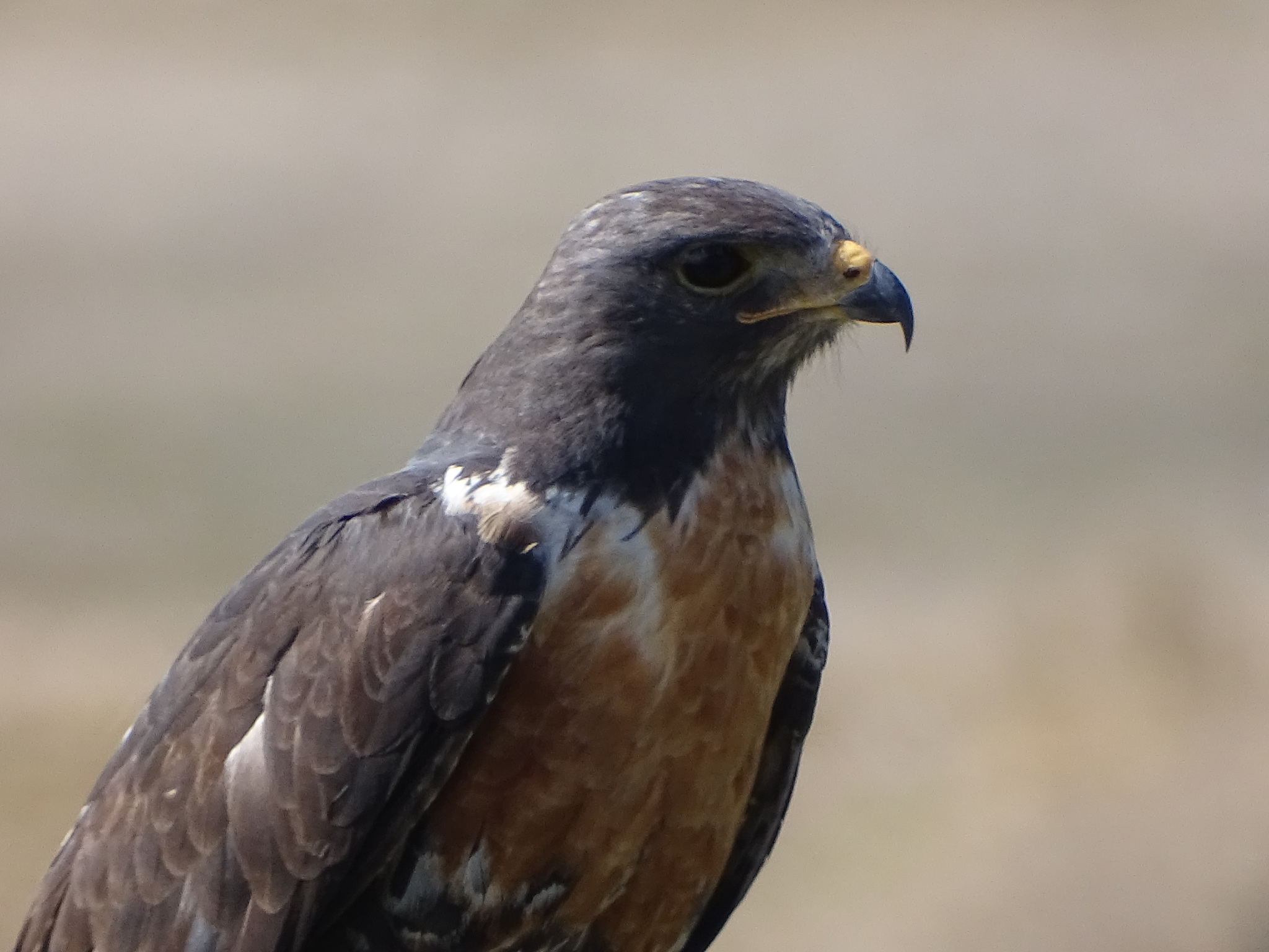 Jackal Buzzard illustration