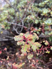 Rosa sericea morrisonensis