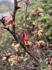 Rosa sericea morrisonensis