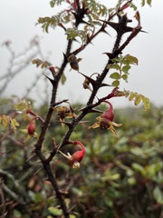 Rosa sericea morrisonensis