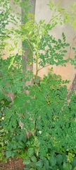 Magnoliopsida