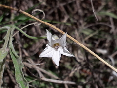 Convolvulus bonariensis