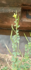 Magnoliopsida