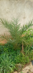 Arecaceae