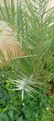 Arecaceae