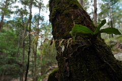 Rhinerrhiza divitiflora