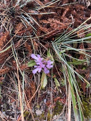 Scabiosa lacerifolia
