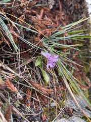 Scabiosa lacerifolia