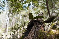 Rhinerrhiza divitiflora