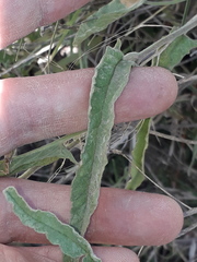 Convolvulus bonariensis