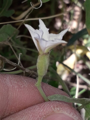 Convolvulus bonariensis