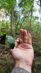 Rhinerrhiza divitiflora