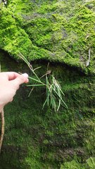 Dendrobium schoeninum