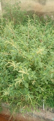 Magnoliopsida