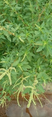 Magnoliopsida