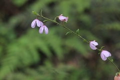 Tetratheca labillardierei