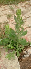 Magnoliopsida