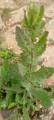 Magnoliopsida